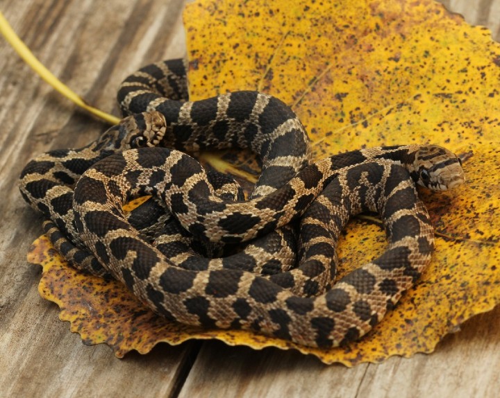 Baby Eastern Fox Snakes